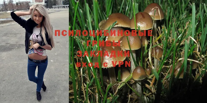 Галлюциногенные грибы Psilocybine cubensis  Алатырь 